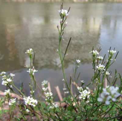 Hairy Bitercress, also known as Cardamine Hirsuta, a winter annual weed with four small white petals and round leaves